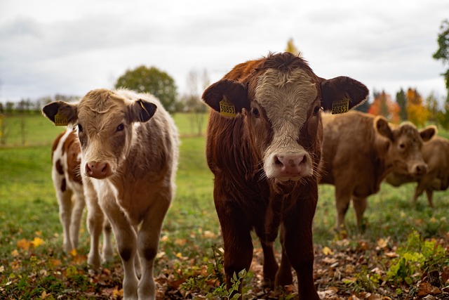 Livestock Risk Protection cattle and swine producers