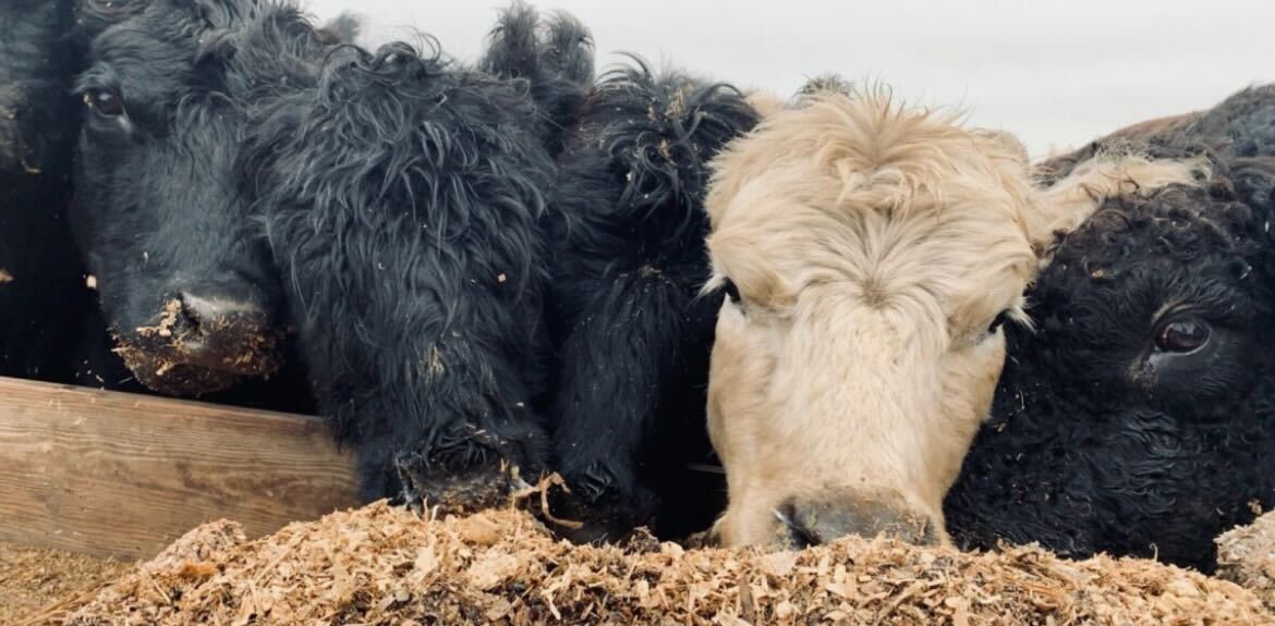 Cattle Insurance for Cattle Stockers Stockguard