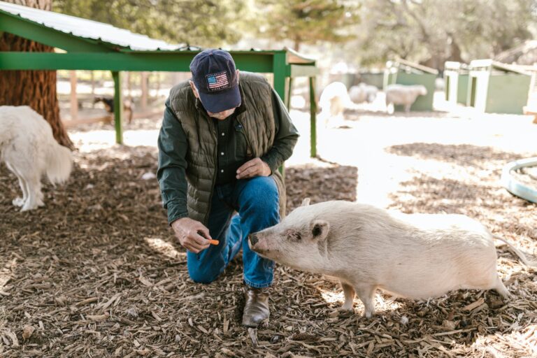 farrow-to-wean-swine-operation-stockguard