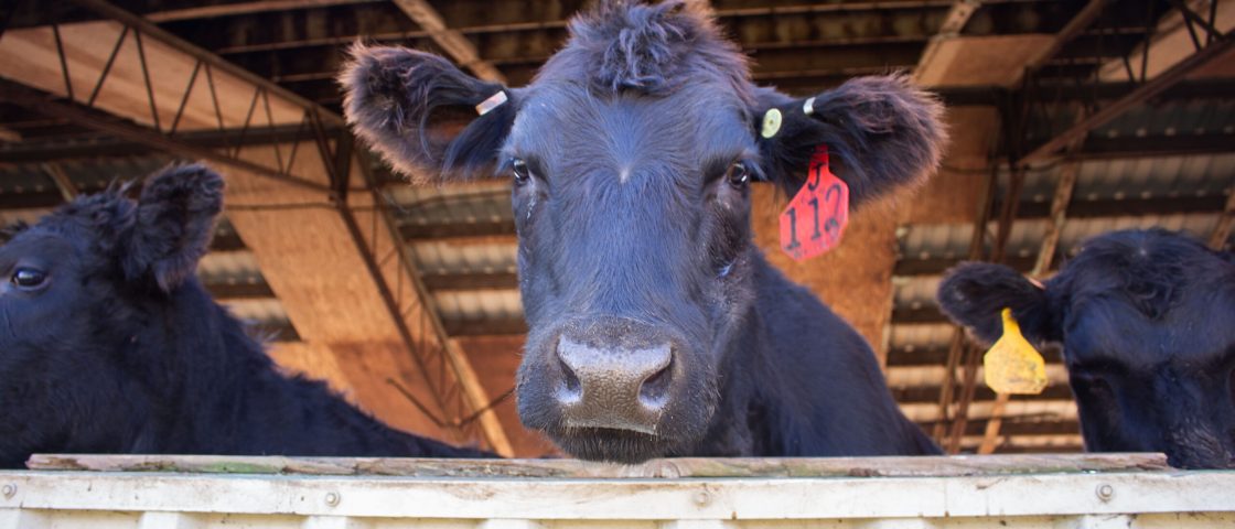 Cattle Insurance for Cow-Calf Farms