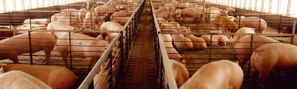 AA5F33 Livestock - Mature 260lb market ready hogs in a modern hog confinement facility / Central Iowa, USA.